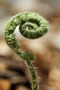 Spiral Fern from Shutterstock